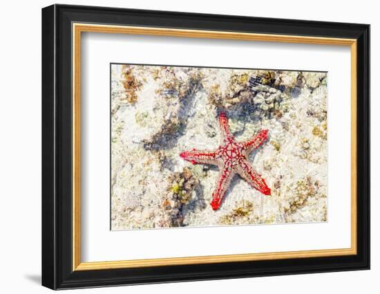 Close up of starfish on coral reef, Zanzibar, Tanzania-Roberto Moiola-Framed Photographic Print