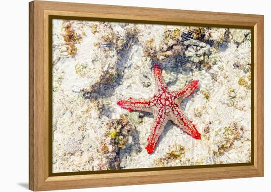 Close up of starfish on coral reef, Zanzibar, Tanzania-Roberto Moiola-Framed Premier Image Canvas