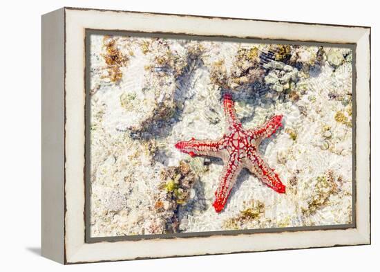 Close up of starfish on coral reef, Zanzibar, Tanzania-Roberto Moiola-Framed Premier Image Canvas