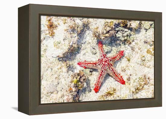 Close up of starfish on coral reef, Zanzibar, Tanzania-Roberto Moiola-Framed Premier Image Canvas