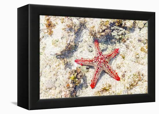 Close up of starfish on coral reef, Zanzibar, Tanzania-Roberto Moiola-Framed Premier Image Canvas