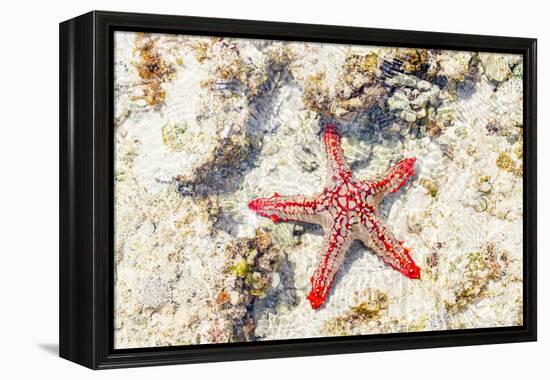 Close up of starfish on coral reef, Zanzibar, Tanzania-Roberto Moiola-Framed Premier Image Canvas