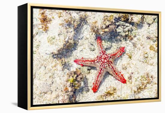 Close up of starfish on coral reef, Zanzibar, Tanzania-Roberto Moiola-Framed Premier Image Canvas