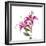 Close-up of Stargazer Lily against white background-Panoramic Images-Framed Photographic Print