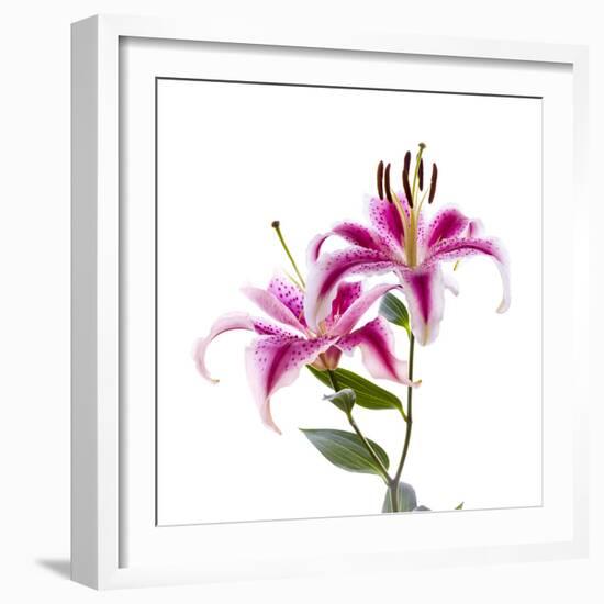 Close-up of Stargazer Lily against white background-Panoramic Images-Framed Photographic Print