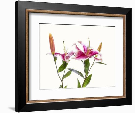 Close-up of Stargazer Lily against white background-Panoramic Images-Framed Photographic Print