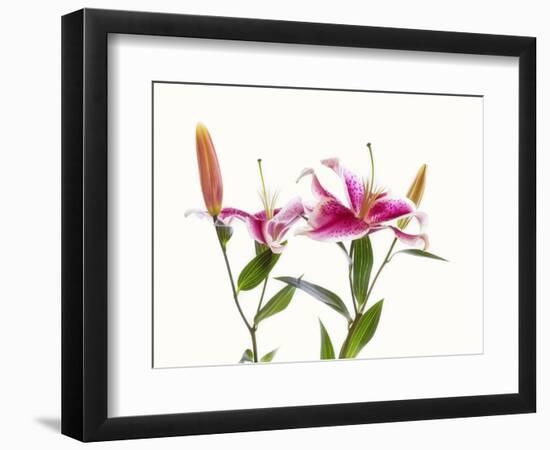 Close-up of Stargazer Lily against white background-Panoramic Images-Framed Photographic Print