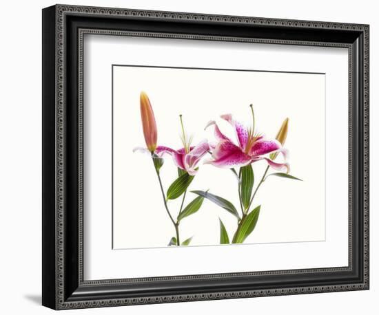 Close-up of Stargazer Lily against white background-Panoramic Images-Framed Photographic Print