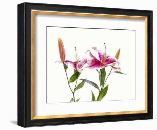 Close-up of Stargazer Lily against white background-Panoramic Images-Framed Photographic Print