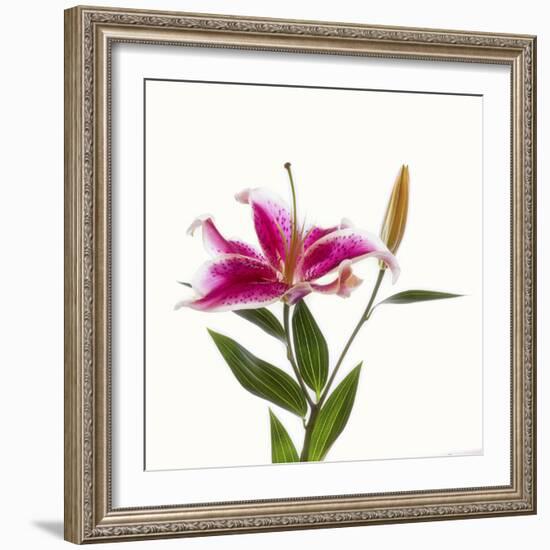 Close-up of Stargazer Lily against white background-Panoramic Images-Framed Photographic Print