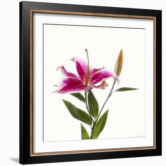 Close-up of Stargazer Lily against white background-Panoramic Images-Framed Photographic Print