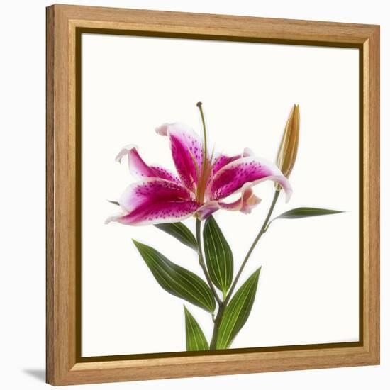 Close-up of Stargazer Lily against white background-Panoramic Images-Framed Premier Image Canvas