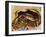 Close-up of Steamed Crabs in a Paper Bag, Maryland, USA-null-Framed Photographic Print