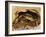 Close-up of Steamed Crabs in a Paper Bag, Maryland, USA-null-Framed Photographic Print