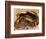 Close-up of Steamed Crabs in a Paper Bag, Maryland, USA-null-Framed Photographic Print