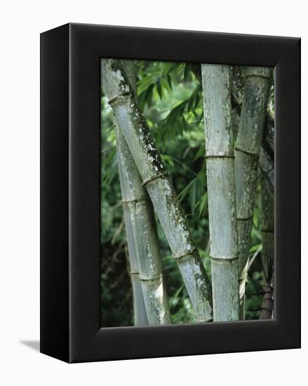 Close up of Stems, Bamboo Forest, Bena Village, Flores Island, Indonesia, Southeast Asia-Alison Wright-Framed Premier Image Canvas