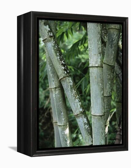 Close up of Stems, Bamboo Forest, Bena Village, Flores Island, Indonesia, Southeast Asia-Alison Wright-Framed Premier Image Canvas