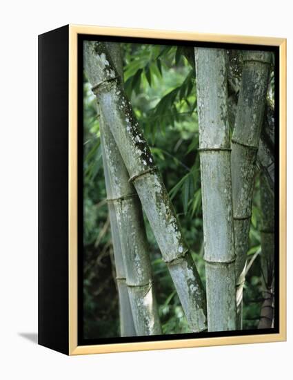 Close up of Stems, Bamboo Forest, Bena Village, Flores Island, Indonesia, Southeast Asia-Alison Wright-Framed Premier Image Canvas