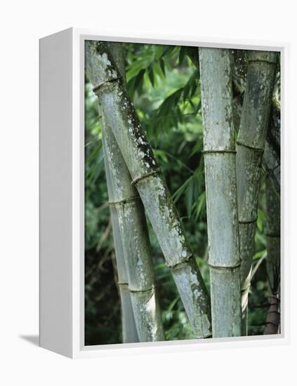 Close up of Stems, Bamboo Forest, Bena Village, Flores Island, Indonesia, Southeast Asia-Alison Wright-Framed Premier Image Canvas