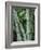 Close up of Stems, Bamboo Forest, Bena Village, Flores Island, Indonesia, Southeast Asia-Alison Wright-Framed Photographic Print