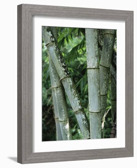 Close up of Stems, Bamboo Forest, Bena Village, Flores Island, Indonesia, Southeast Asia-Alison Wright-Framed Photographic Print