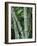 Close up of Stems, Bamboo Forest, Bena Village, Flores Island, Indonesia, Southeast Asia-Alison Wright-Framed Photographic Print