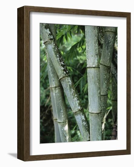 Close up of Stems, Bamboo Forest, Bena Village, Flores Island, Indonesia, Southeast Asia-Alison Wright-Framed Photographic Print