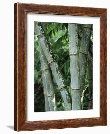 Close up of Stems, Bamboo Forest, Bena Village, Flores Island, Indonesia, Southeast Asia-Alison Wright-Framed Photographic Print