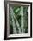 Close up of Stems, Bamboo Forest, Bena Village, Flores Island, Indonesia, Southeast Asia-Alison Wright-Framed Photographic Print