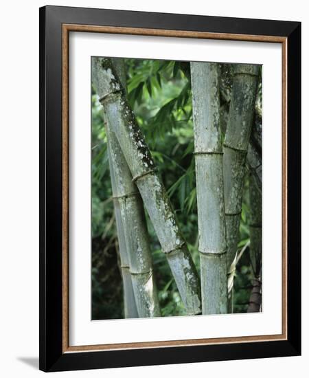 Close up of Stems, Bamboo Forest, Bena Village, Flores Island, Indonesia, Southeast Asia-Alison Wright-Framed Photographic Print