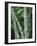 Close up of Stems, Bamboo Forest, Bena Village, Flores Island, Indonesia, Southeast Asia-Alison Wright-Framed Photographic Print