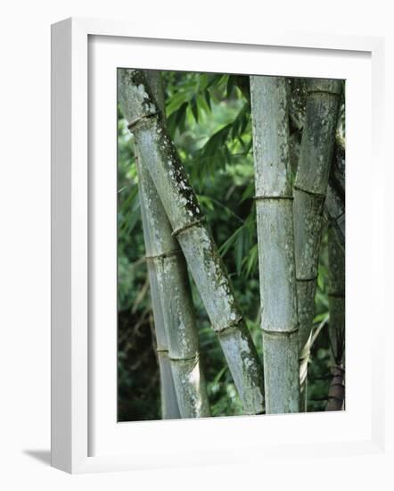 Close up of Stems, Bamboo Forest, Bena Village, Flores Island, Indonesia, Southeast Asia-Alison Wright-Framed Photographic Print