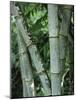 Close up of Stems, Bamboo Forest, Bena Village, Flores Island, Indonesia, Southeast Asia-Alison Wright-Mounted Photographic Print