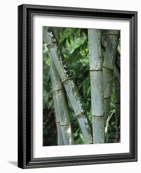 Close up of Stems, Bamboo Forest, Bena Village, Flores Island, Indonesia, Southeast Asia-Alison Wright-Framed Photographic Print