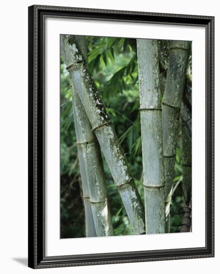 Close up of Stems, Bamboo Forest, Bena Village, Flores Island, Indonesia, Southeast Asia-Alison Wright-Framed Photographic Print