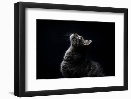 Close-Up of Striped Gray Stray Cat Looking up on a Black Background-Marc Calleja Lopez-Framed Photographic Print