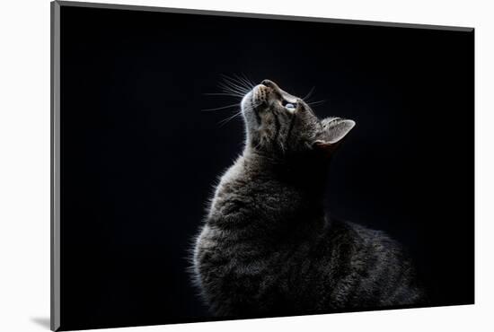 Close-Up of Striped Gray Stray Cat Looking up on a Black Background-Marc Calleja Lopez-Mounted Photographic Print