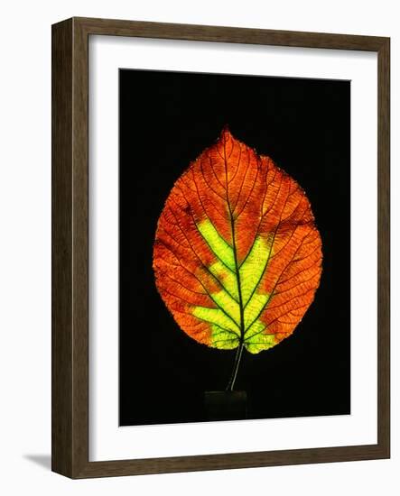 Close-up of Striped Maple (Acer pensylvanicum) leaf against black background-Panoramic Images-Framed Photographic Print