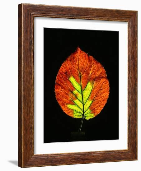 Close-up of Striped Maple (Acer pensylvanicum) leaf against black background-Panoramic Images-Framed Photographic Print