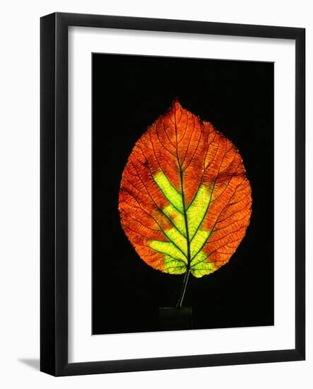 Close-up of Striped Maple (Acer pensylvanicum) leaf against black background-Panoramic Images-Framed Photographic Print