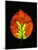 Close-up of Striped Maple (Acer pensylvanicum) leaf against black background-Panoramic Images-Mounted Photographic Print