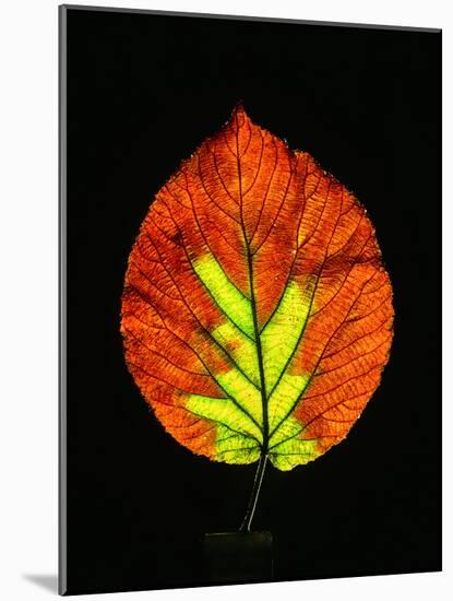 Close-up of Striped Maple (Acer pensylvanicum) leaf against black background-Panoramic Images-Mounted Photographic Print