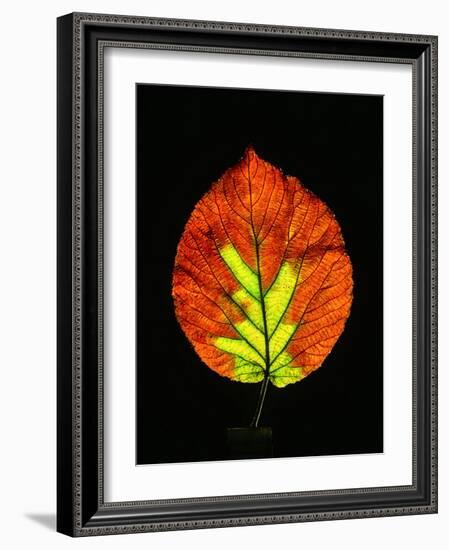 Close-up of Striped Maple (Acer pensylvanicum) leaf against black background-Panoramic Images-Framed Photographic Print