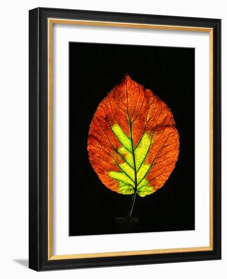 Close-up of Striped Maple (Acer pensylvanicum) leaf against black background-Panoramic Images-Framed Photographic Print