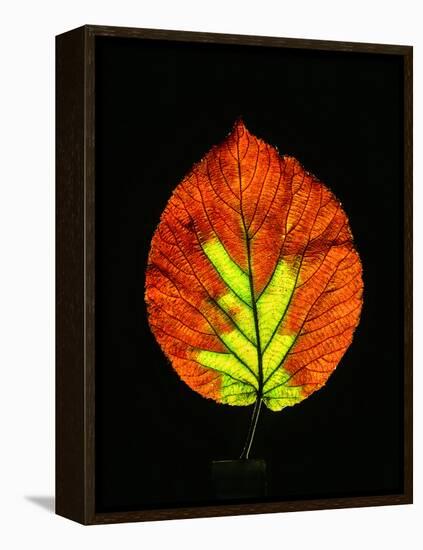 Close-up of Striped Maple (Acer pensylvanicum) leaf against black background-Panoramic Images-Framed Premier Image Canvas