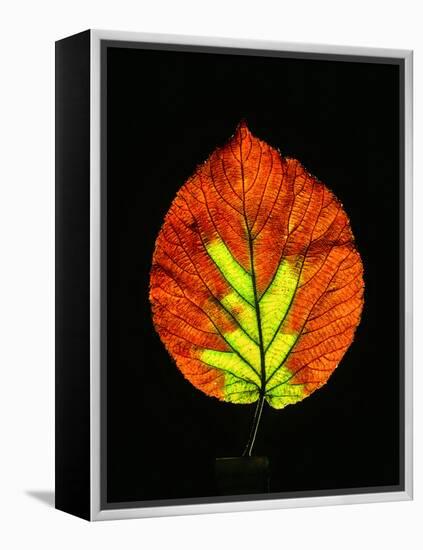 Close-up of Striped Maple (Acer pensylvanicum) leaf against black background-Panoramic Images-Framed Premier Image Canvas