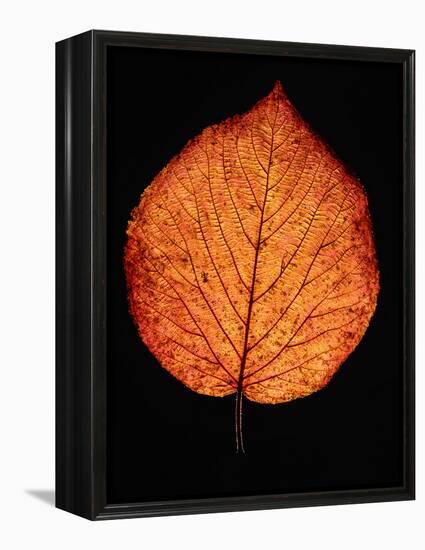 Close-up of Striped Maple (Acer pensylvanicum) leaf against black background-Panoramic Images-Framed Premier Image Canvas