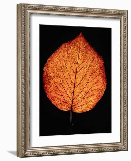 Close-up of Striped Maple (Acer pensylvanicum) leaf against black background-Panoramic Images-Framed Photographic Print