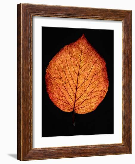 Close-up of Striped Maple (Acer pensylvanicum) leaf against black background-Panoramic Images-Framed Photographic Print