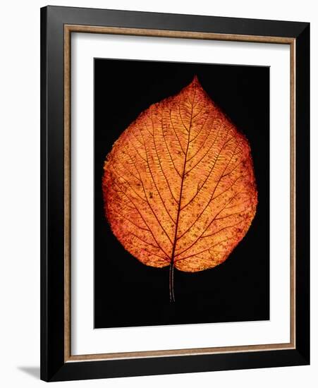 Close-up of Striped Maple (Acer pensylvanicum) leaf against black background-Panoramic Images-Framed Photographic Print